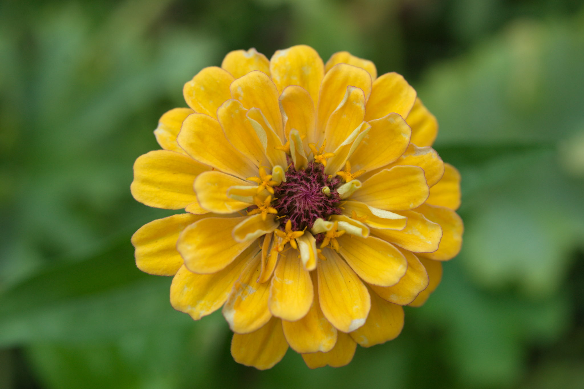 20210721  Gruen(t)raumHeimfeld 020